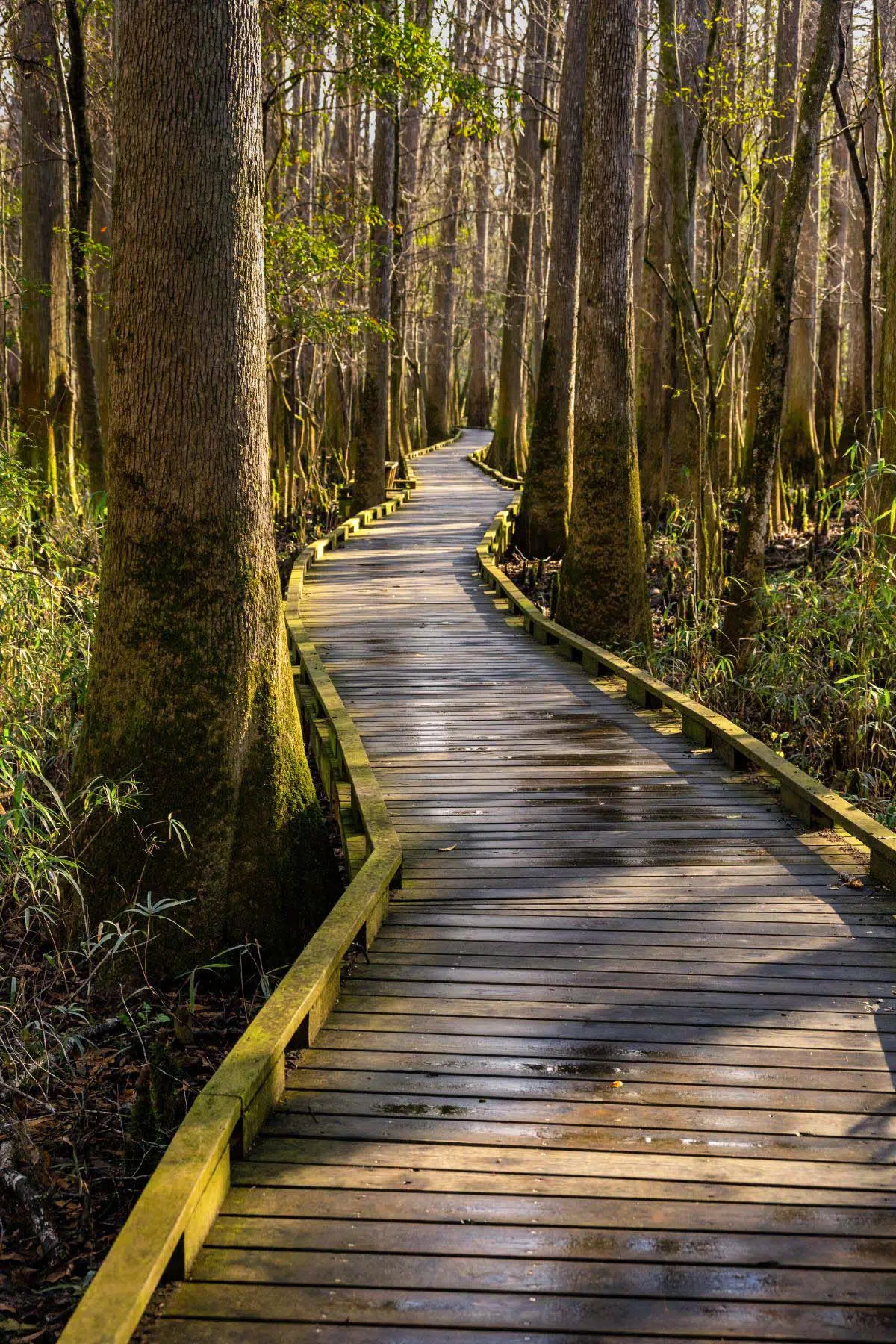 Boardwalk trail in congaree national park