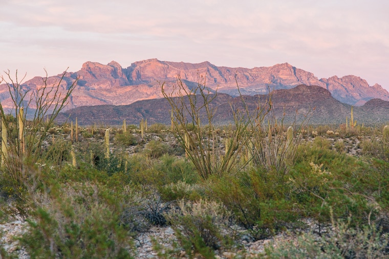 A wide expanse filled with cactus and mountains in the background