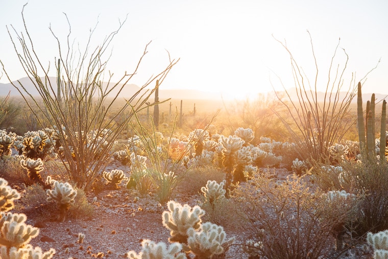 Sun rising in Oregon pipe cactus national monument