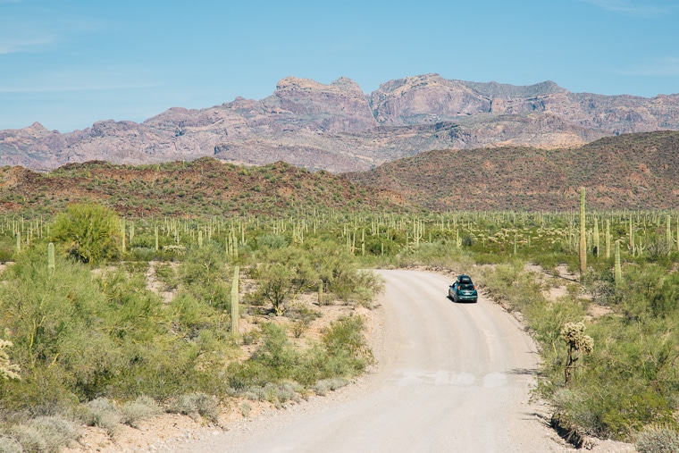 A car on a dirt road and organ pipe cactus national monument