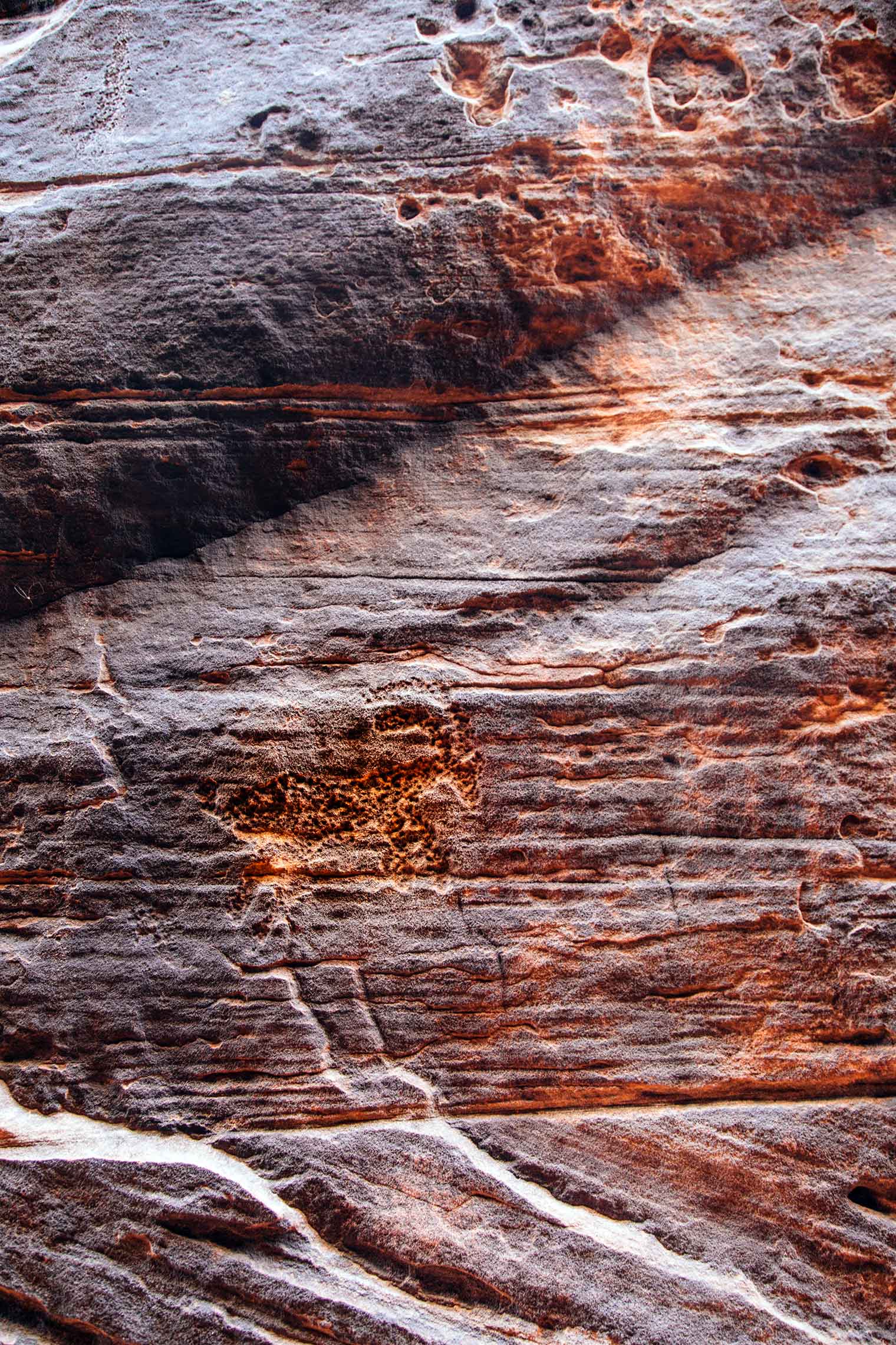 Petroglyph of a big horn sheep on a rock wall