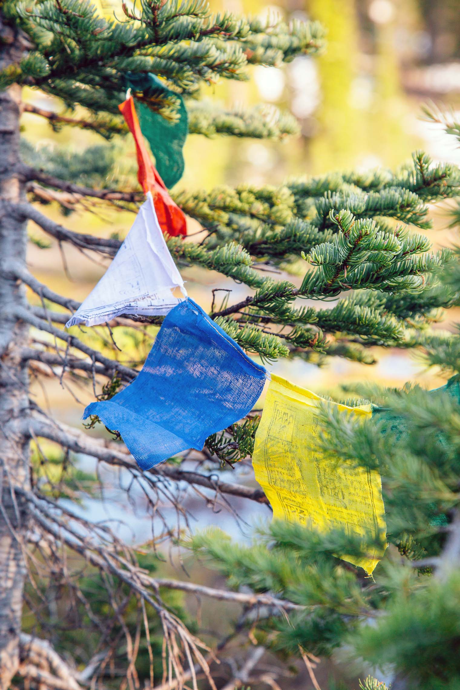 Colorful prayer flags hung in Pine trees