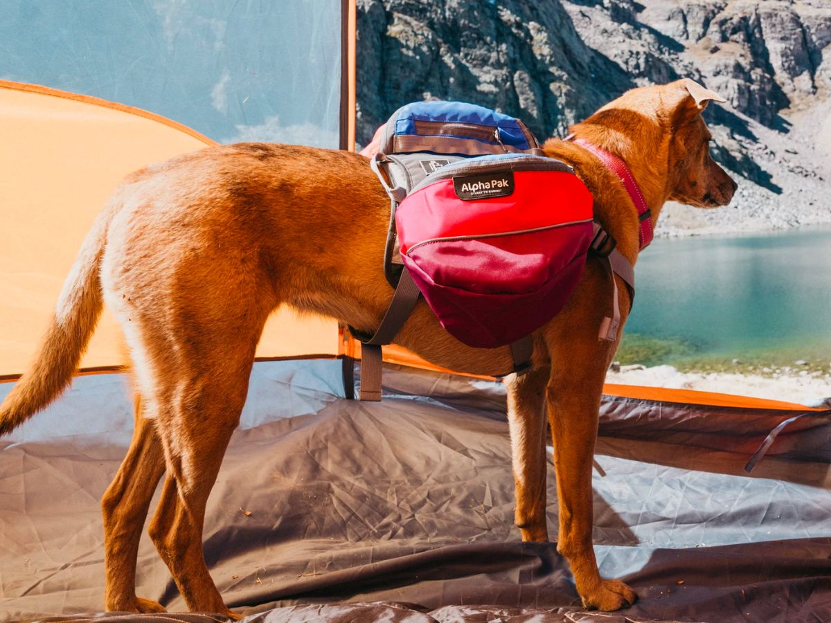 A dog wearing a red saddlebag backpack standing in a tent.