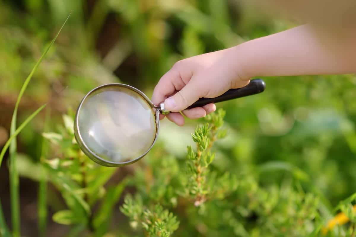 Child holding a magnifying glass over a plant