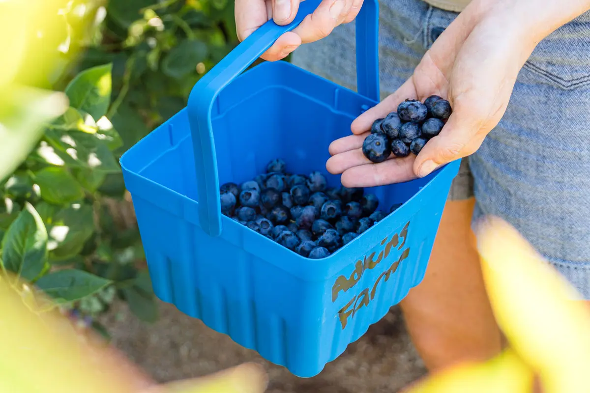 Megan adding a handful of blueberries to a small bucket