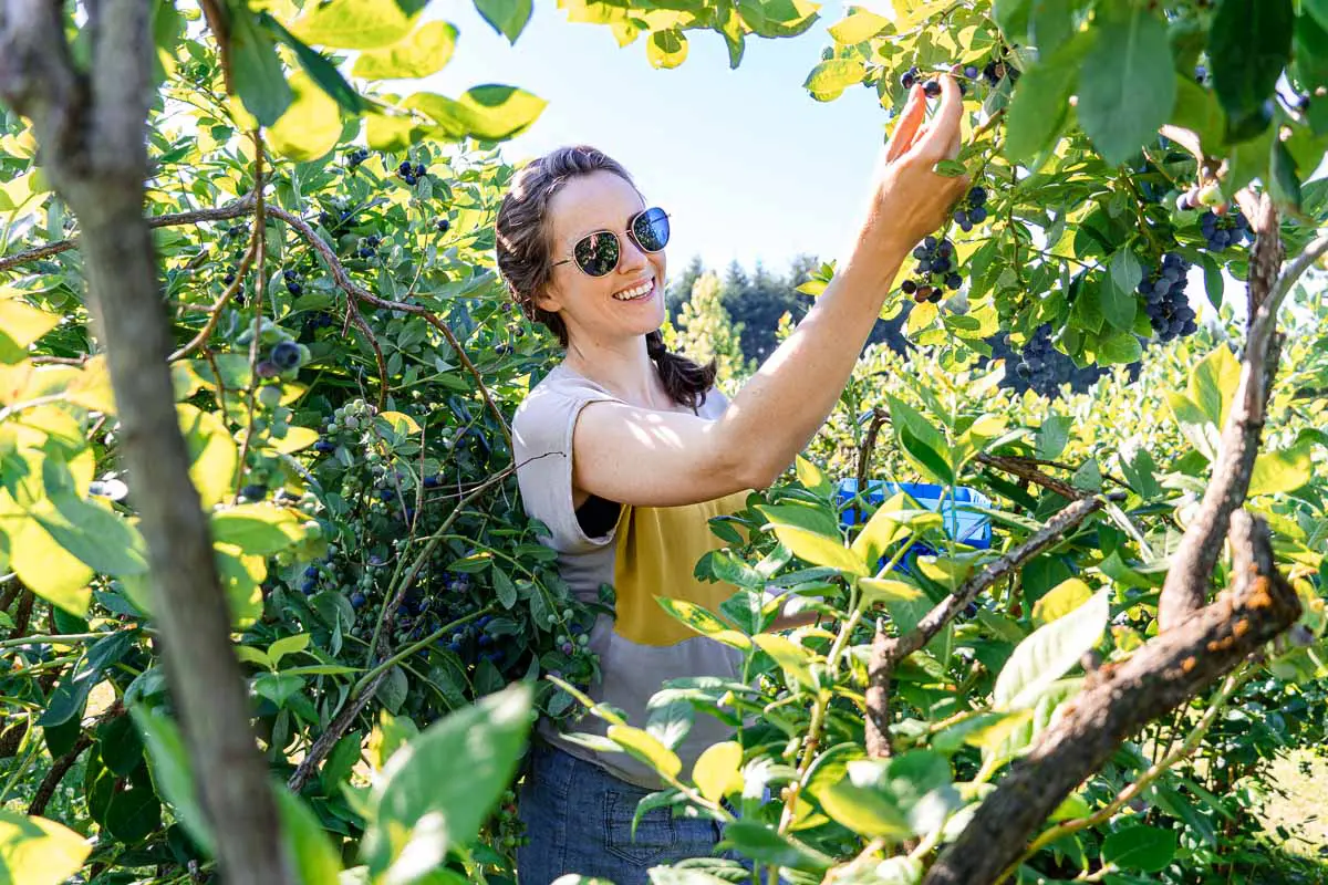 Megan, framed by green leaves, picking blueberries off a bush.