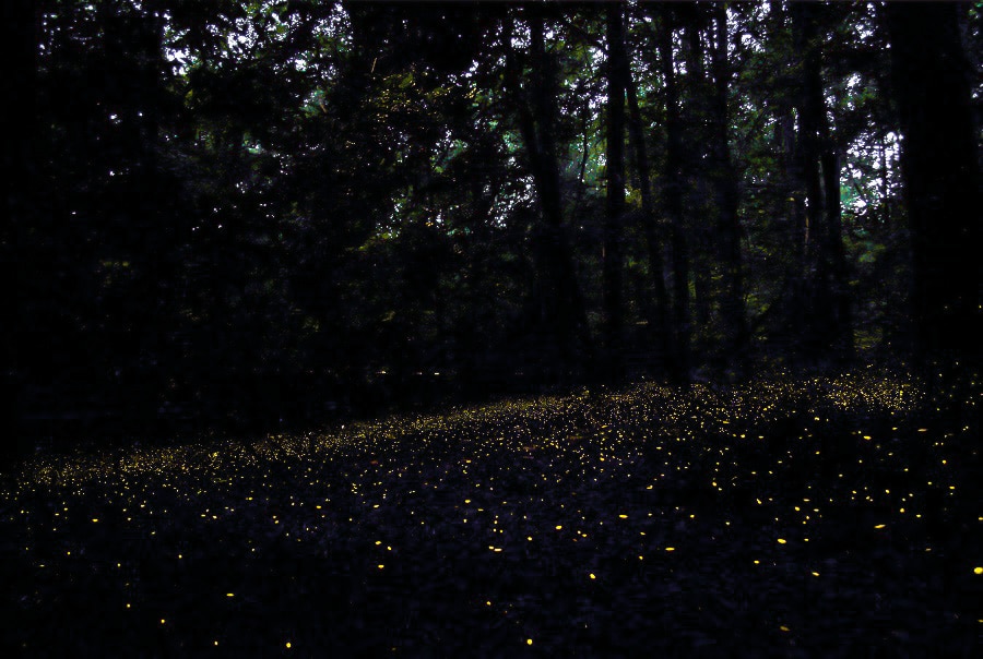 Fireflies at Congaree National Park