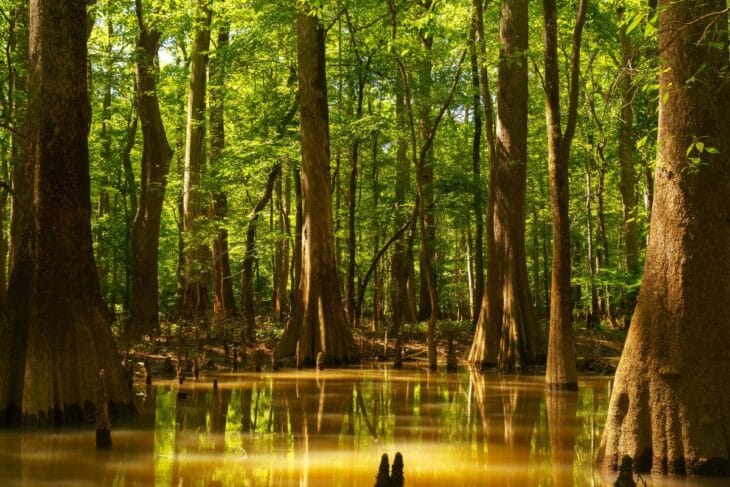 Trees growing from the floodwaters of Congaree National Park
