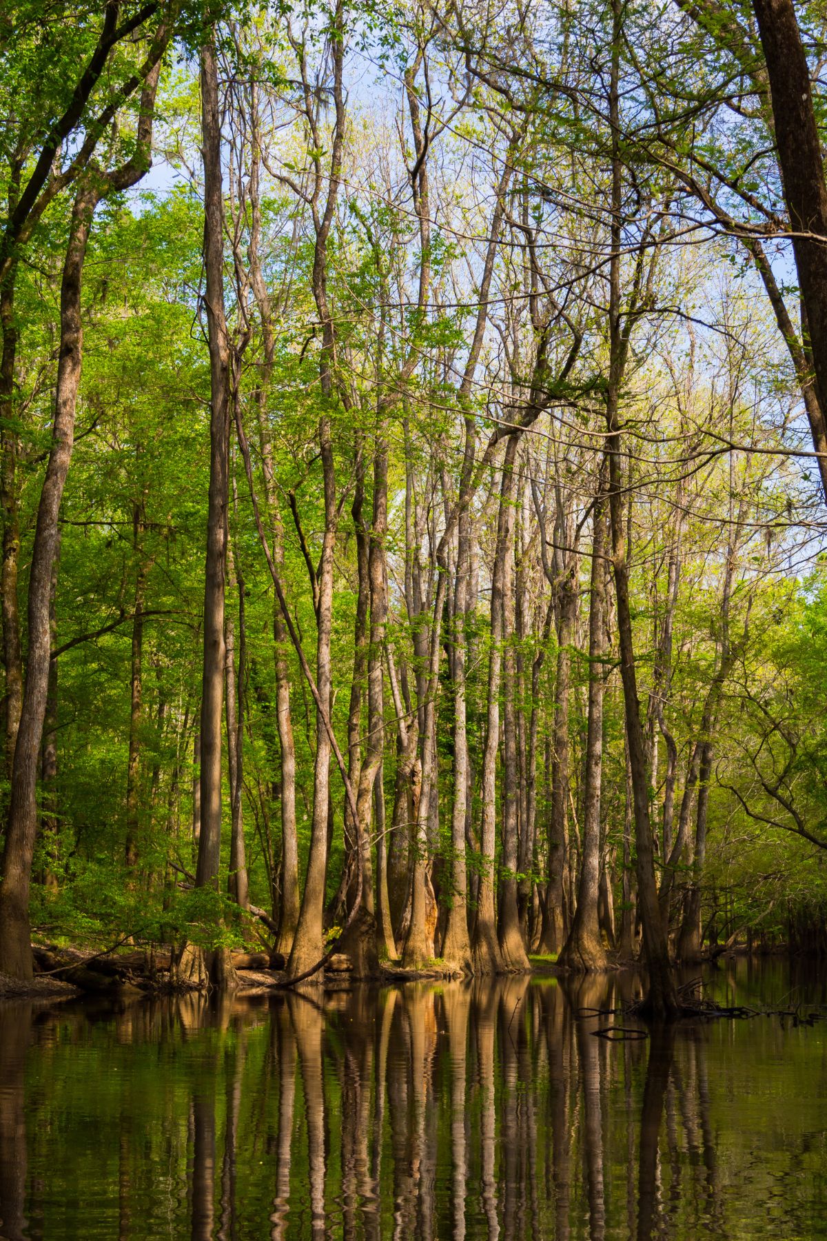Trees reflecting in the water at Congaree National Park