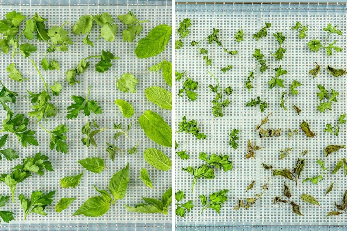 Herbs before and after dehydrating
