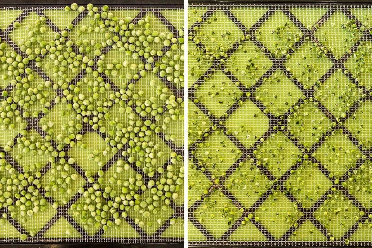 Dehydrating peas - before and after