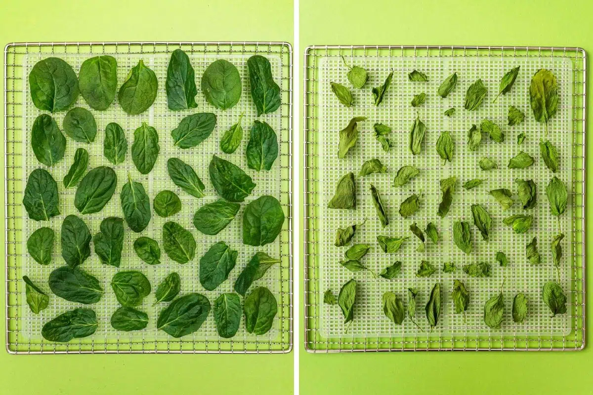 Spinach before and after dehydrating