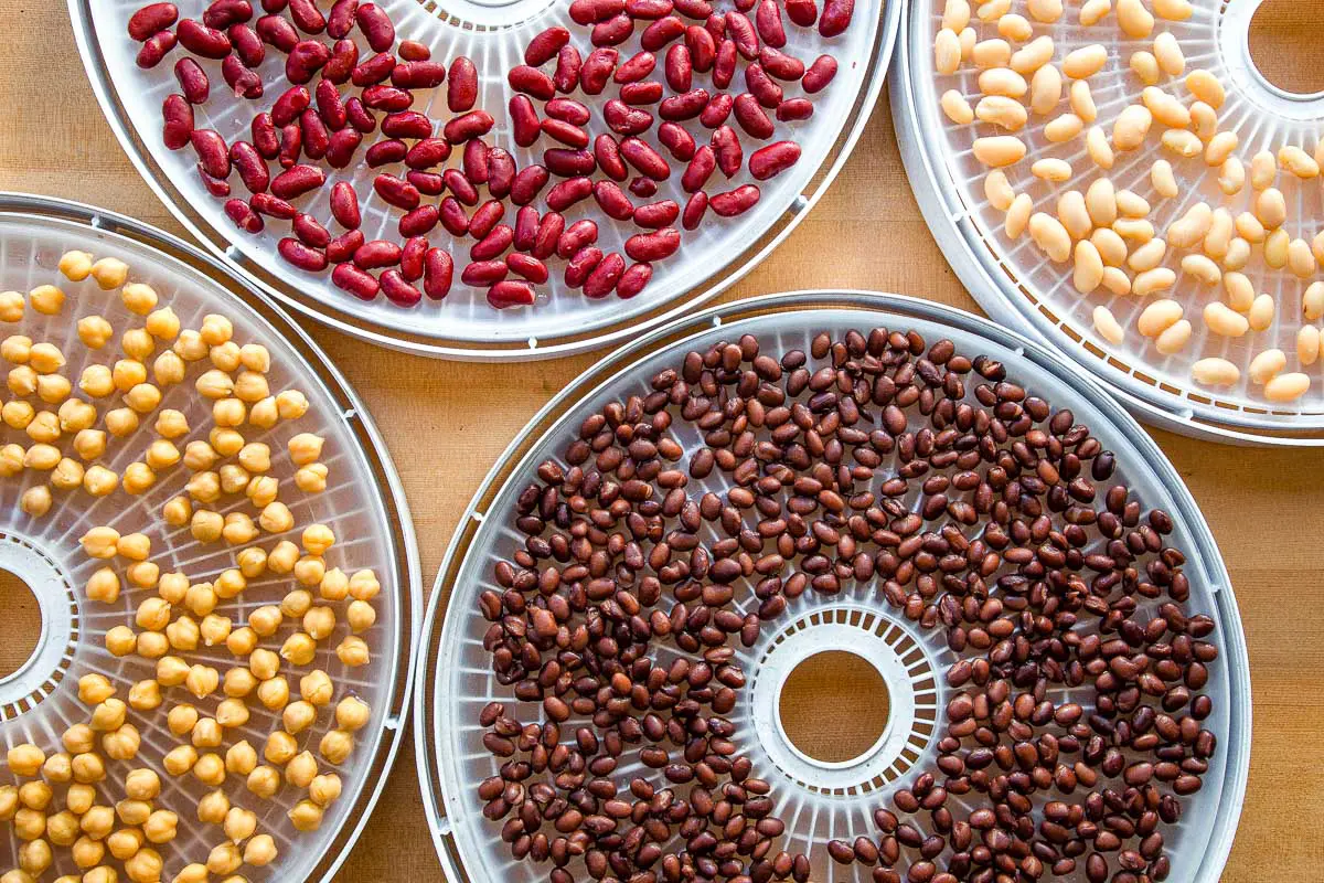 Four types of beans on dehydrator trays