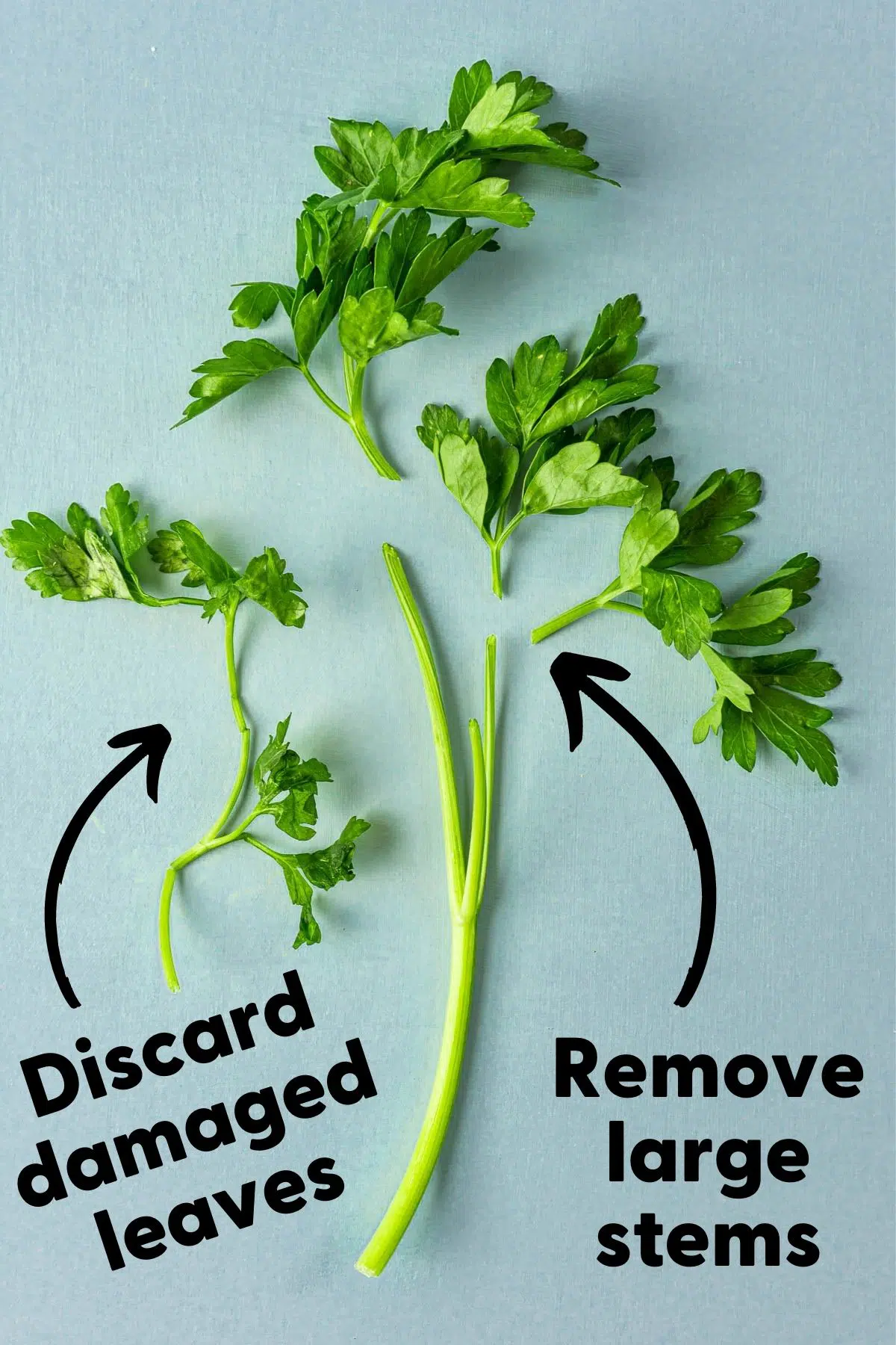 Parsley with text reading "Discard damaged leaves" and "remove large stems"