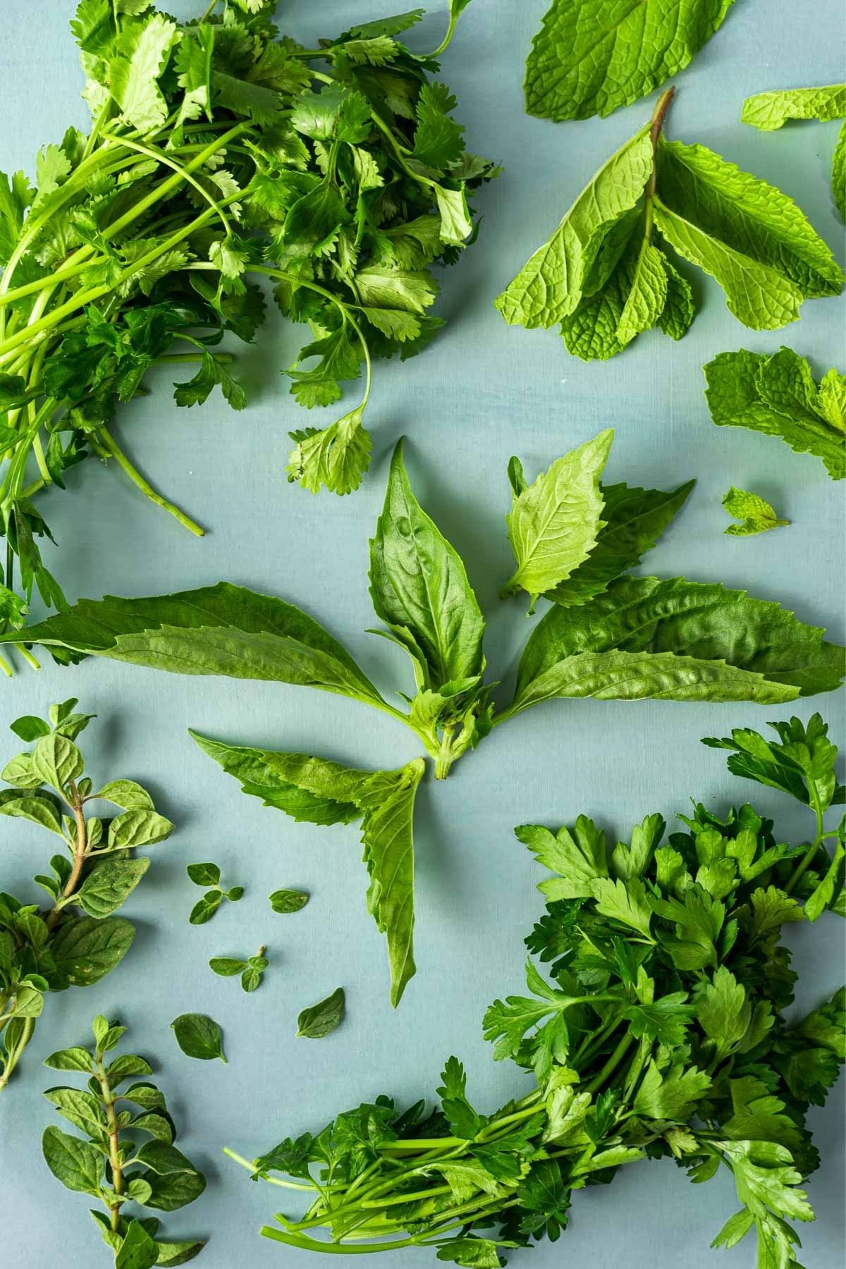 Assorted fresh herbs on a blue background