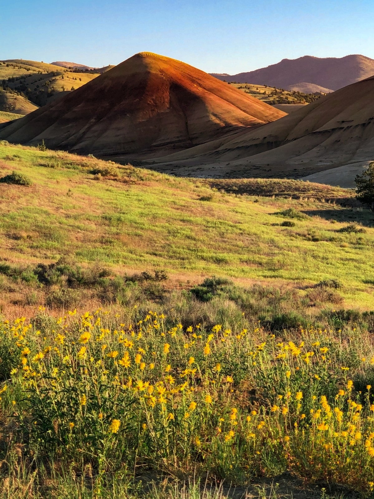 Yellow wildflowers on a grassy knoll with the Painted Hills in the background