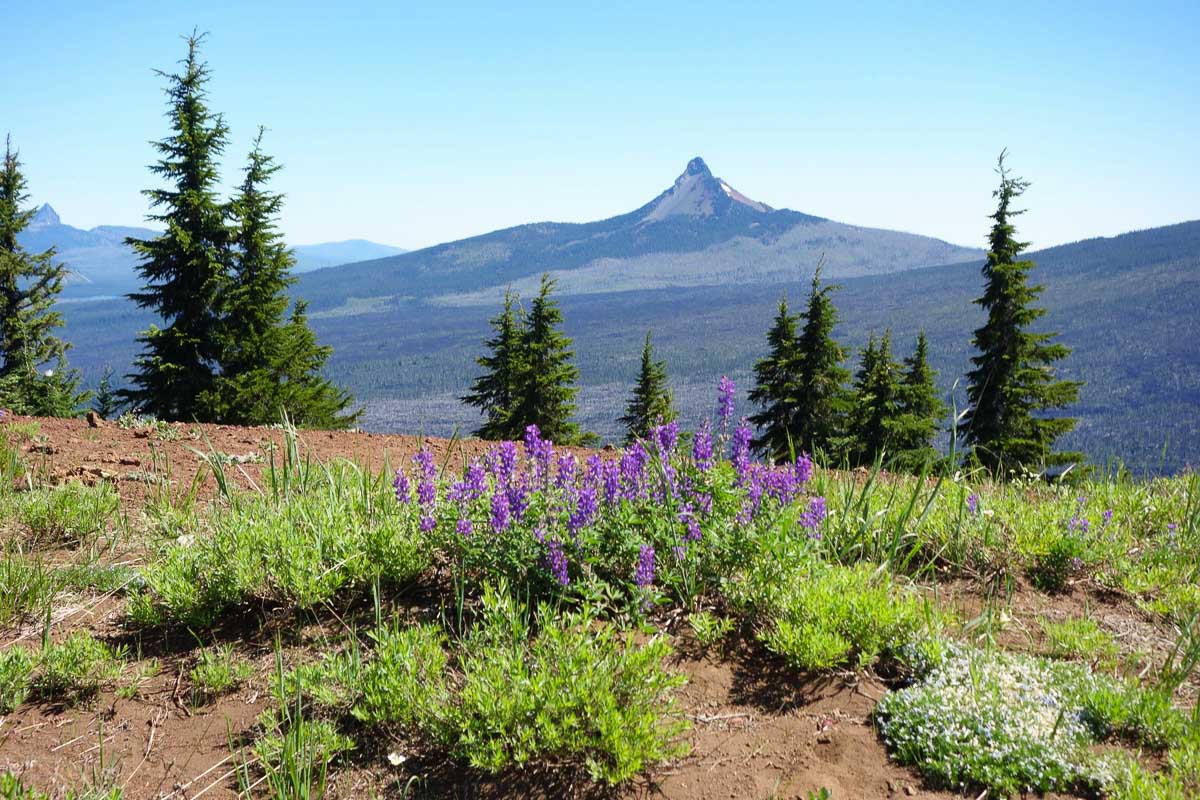 Lupine at the top of Scott Mountain