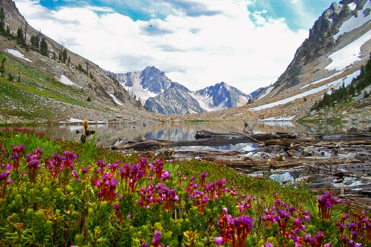 An alpine lake with mountain peaks in the distance and pink wildflowers in the foreground