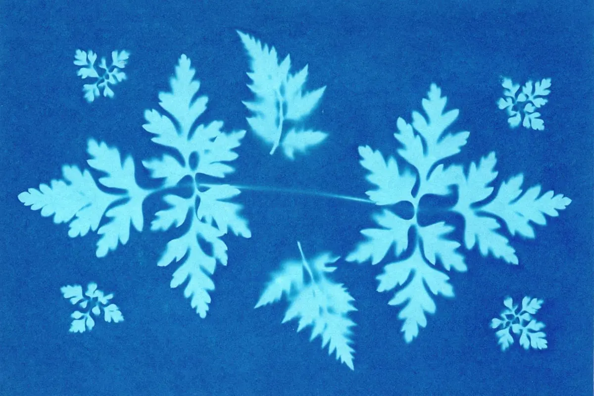 Blue and white sun print of ferns