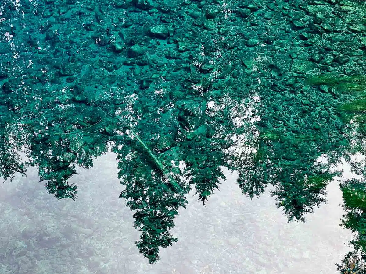 Trees reflected in the surface of the water